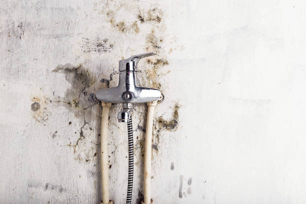 Trusted Potomac Heights, MD Mold Removal Experts