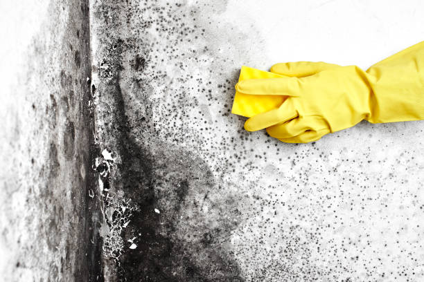 Mold Removal and Inspection in Potomac Heights, MD