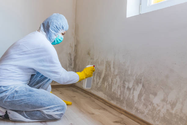 Best Mold Removal Process  in Potomac Heights, MD