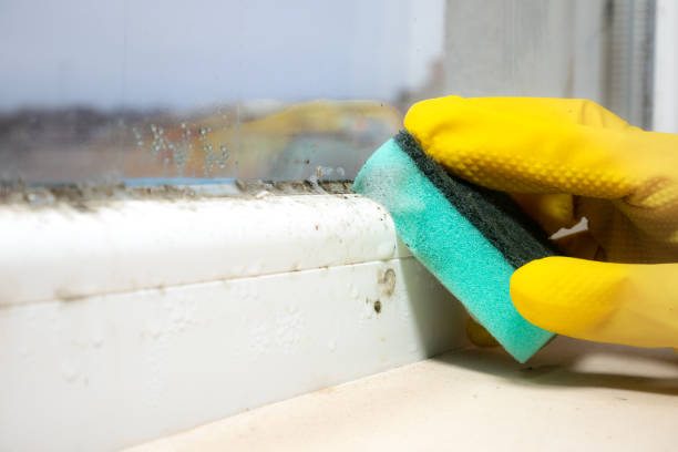 Best Office Mold Removal Services  in Potomac Heights, MD