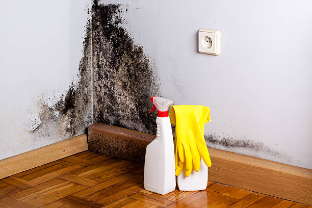 Best Residential Mold Removal  in Potomac Heights, MD