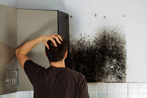 Best Certified Mold Removal  in Potomac Heights, MD