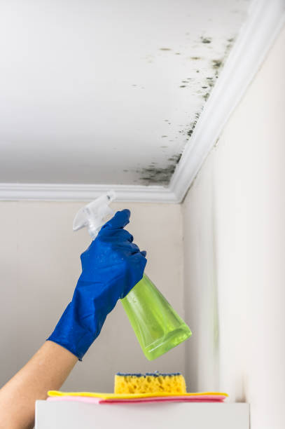 Best Mold Removal and Inspection  in Potomac Heights, MD