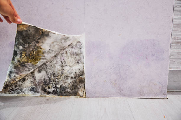Best Mold Testing  in Potomac Heights, MD